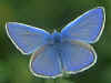 Hauhechel-Blaeuling   Polyommatus icarus   Common Blue (17392 Byte)