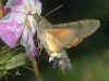 Kolibri - Schwärmer, Taubenschwänzchen, Macroglossum stellatarum, Humming-bird Hawk-moth (12707 Byte)