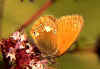 Rotbraunes Wiesenvoegelchen Coenonympha glycerion Chestnut Heath (6019 Byte)