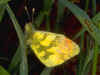 Gelber Aurorafalter  Anthocharis euphenoides "Provence" Orange Tip