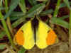 Gelber Aurorafalter  Anthocharis euphenoides "Provence" Orange Tip  