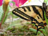 Sdlicher Schwalbenschwanz   Papilio alexanor   Southern Swallowtail