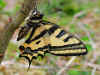 Sdlicher Schwalbenschwanz  Southern Swallowtail   Papilio alexanor