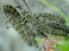 Raupen Pflaumen-Gespinstmotte  Yponomeuta padella  Orchard Ermine