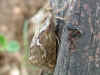 Kleiner Hopfen-Wurzelbohrer  Korscheltellus lupulinus   Common Swift