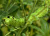 Grüne Raupe Mittlerer Weinschwärmer Elephant Hawk-moth Deilephila elpenor (15823 Byte)