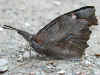 Zürgelbaum-Schnauzenfalter  Libythea celtis  Nettle-Tree Butterfly(25601 Byte)