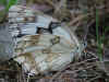 Iberisches Schachbrett   Melanargia lachesis   Iberian Marbled White