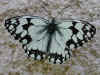 Iberisches Schachbrett   Melanargia lachesis   Iberian Marbled White