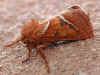 Ampfer-Wurzelbohrer   Triodia sylvina   Orange Swift