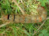 Raupe  Kupferglucke   Gastropacha quercifolia   The Lappet