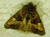 Gelbfleck-Waldschatteneule Euplexia lucipara Small Angle Shades