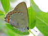 Spanischer Blauer Zipfelfalter Laeosopis roboris Spanish Purple Hairstreak