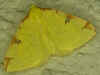 Gelbspanner Zitronenspanner Opistograptis luteolata Brimstone Moth