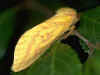 Hepialus humuli Großer Hopfen-Wurzelbohrer Ghost Moth