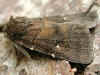 Dunkle Waldschatteneule Rusina ferruginea Brown Rustic
