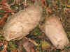 Kokons Antheraea pernyi Chinesischer Eichenseidenspinner Chinese Oak Silkmoth